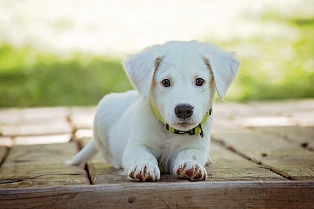 bílý pes.jpg