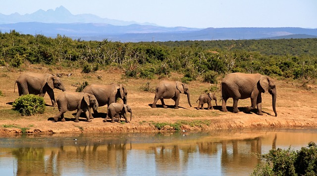 sloní stádo